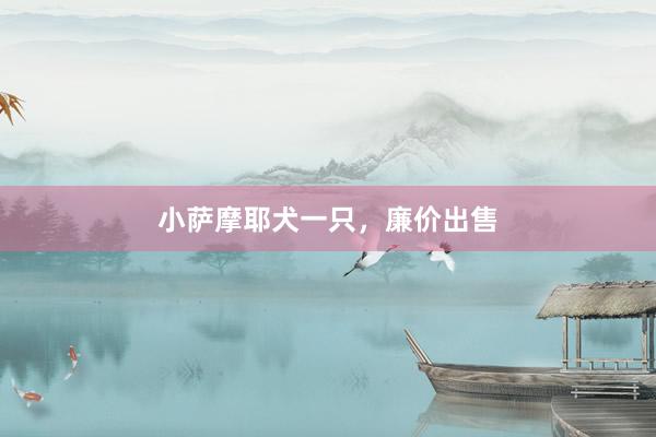 小萨摩耶犬一只，廉价出售